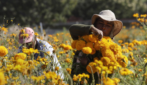 La flor de cempasúchil está lista para llegar a los altares mexicanos en el Día de Muertos