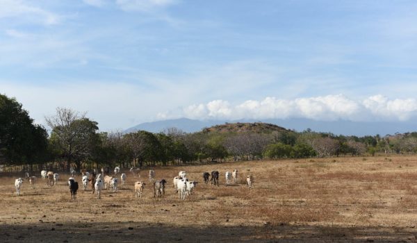 sequía costa rica