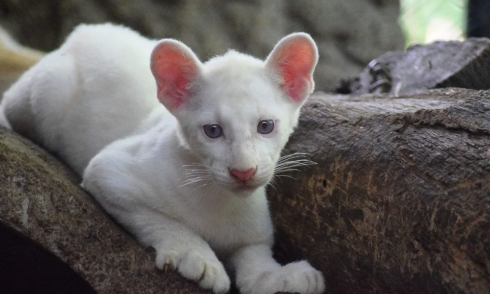 puma Itzae albina, zoológico de Juigalpa