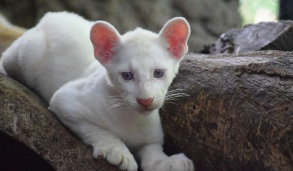 Zoológico de Juigalpa exhibirá a la puma albina a partir del 10 de noviembre