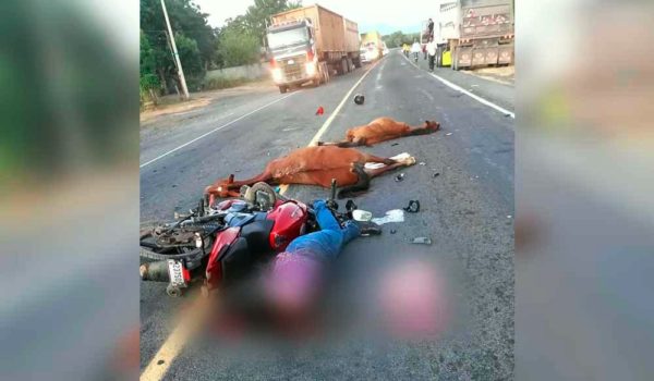 Motociclista y equinos fallecen en accidente de tránsito