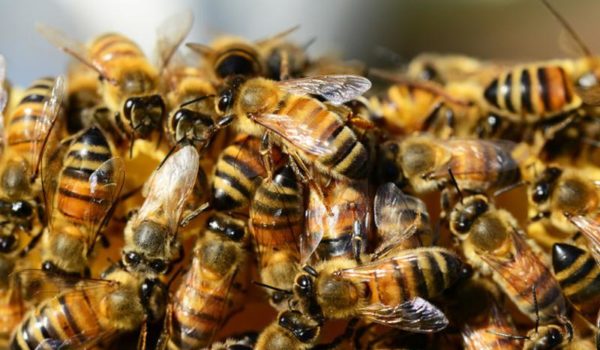 Abejas africanizadas matan a comerciante leonés