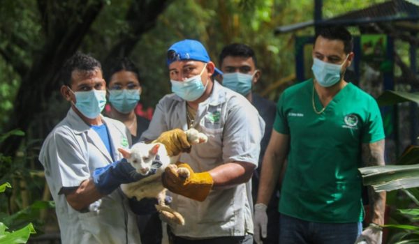 Zoológico Thomas Belt de Juigalpa anuncia recuperación de la puma albina Itzae