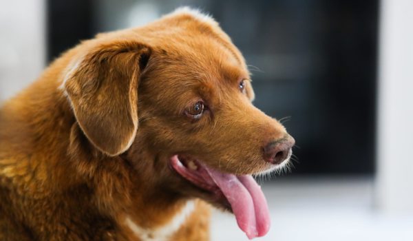 Retiran récord del perro más viejo del mundo al luso Bobi por falta de pruebas de su edad