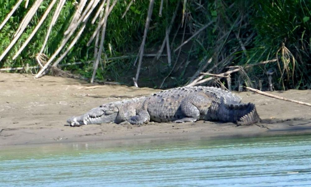 Un cocodrilo similar al de esta imagen atacó mortalmente al nicaragüense José Samuel Cruz Rivas, de 78 años en un río de Costa Rica. LA PRENSA/ Miguel Batista..