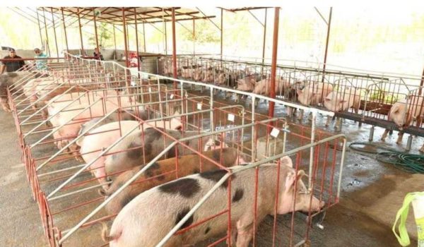 Precio de la carne de cerdo alivia el fuerte incremento del precio de la carne de res en Nicaragua
