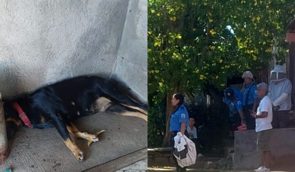 Abejas pican a policía que resguardaba perímetro presidencial