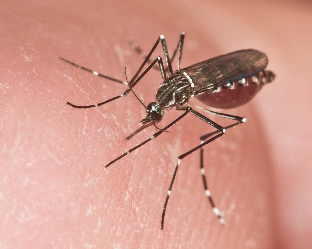 El mosquito Aedes aegypti es el transmisor de la fiebre amarilla