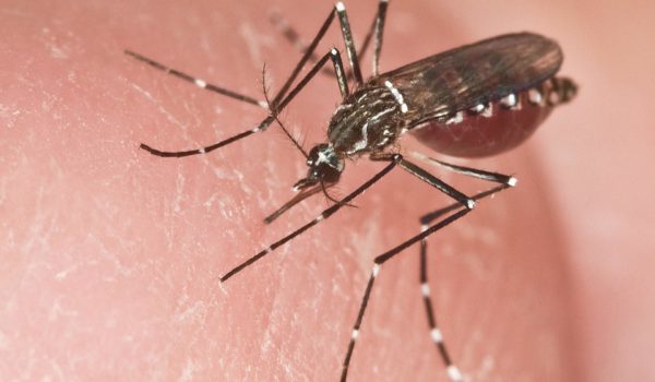 Hallan que el Aedes aegypti se adapta a temperaturas locales en medio de crisis climática