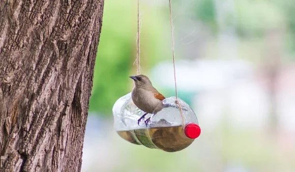 Marena insta a «ubicar áreas hidratantes» para los animales