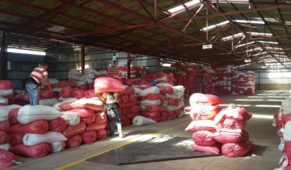 Exportación de café cae y retrocede al nivel de hace siete años