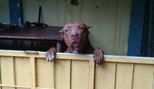 Diez cosas que necesita saber sobre el pitbull, el perro de mala fama