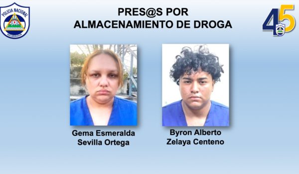 Policía incauta 550 libras de marihuana en dos operativos