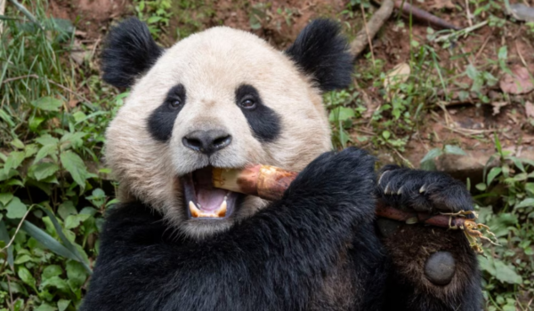 pandas gigantes, san diego, california