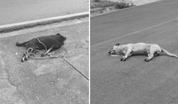 Pobladores de Diriamba en alerta por apariciones de perros envenenados
