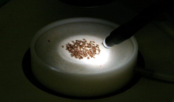 El bloqueo de dos genes germinales reduce el tamaño de tumores cerebrales