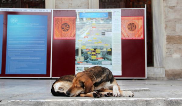 Turquía estudia sacrificar a 4 millones de perros callejeros si no se les encuentra dueño