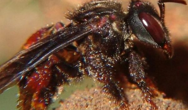 Abejas atacan mortalmente a señora cuando buscaba leña