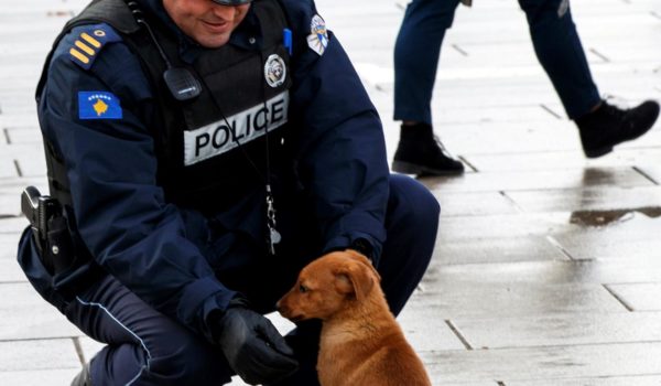 La capital de Kosovo paga 50 euros al mes a quien adopte perros callejeros