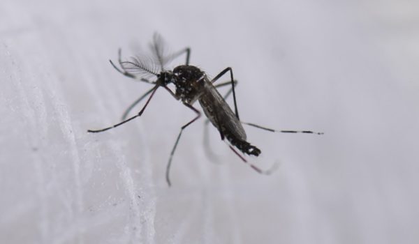 dengue, Estados Unidos