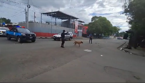 Auxiliados por "La Princesa" la Policía buscaba a dos ladrones en el mercado Oriental y barrios aledaños. LA PRENSA/ Redes sociales,    