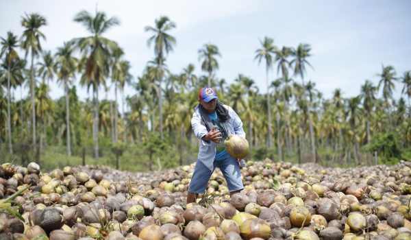 Espíritu Santo, la isla remota de El Salvador que se mantiene con fabricar aceite de coco