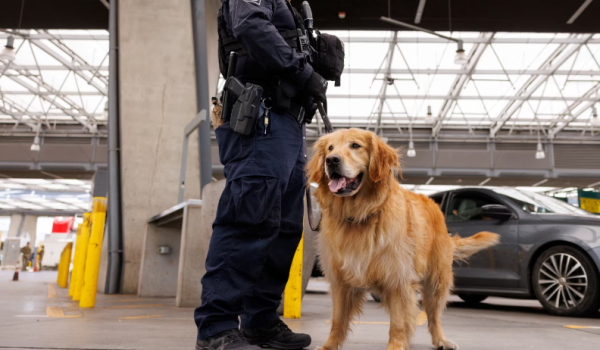 fentanilo golden retrieve