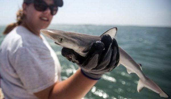 tiburones, cocaina, brasil