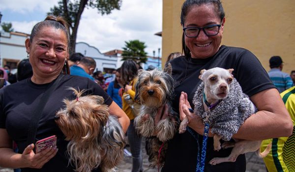 Crece la población de mascotas domésticas en metrópolis latinoamericanas