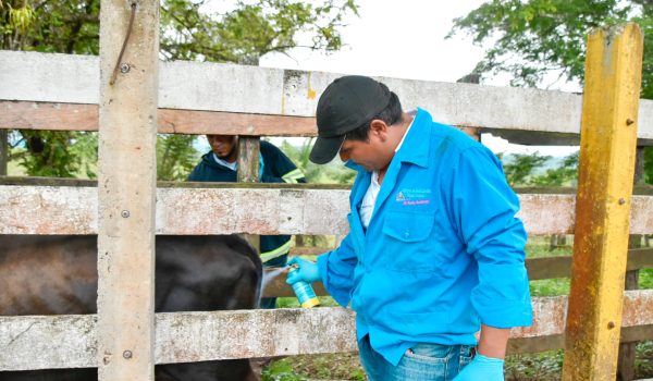 Nicaragua registra dos humanos infectados por gusano barrenador y más de 2,500 animales enfermos
