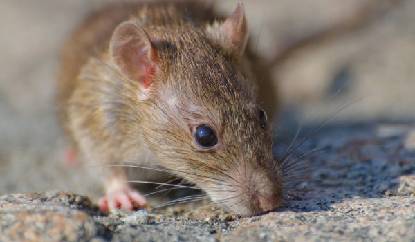 Cumbre nacional para acabar con las ratas urbanas en Nueva York