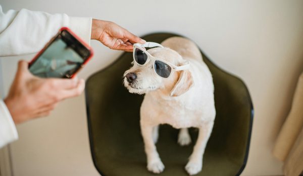 «Petfluencers»: los animales triunfan en redes sociales
