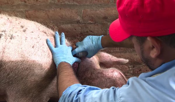 Gusano barrenador se propaga con más rapidez en Nicaragua. Estos son los estragos en animales y humanos