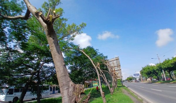 Poda severa de árboles en Carretera Norte. Foto: Tomada de la Alcaldía de Managua.
