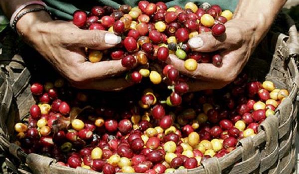Nicaragua cerró uno de los peores ciclos en la producción de café y lo peor está por venir