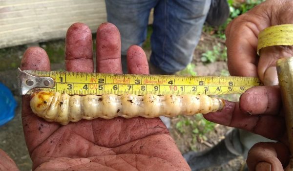Lo que debe saber sobre el peligroso gusano barrenador 