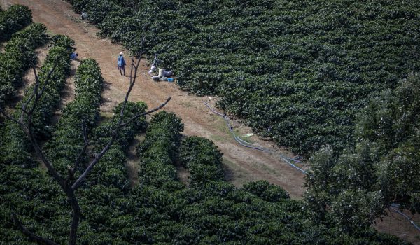 Entre el temor, la discriminación y la esperanza: la vida de los nicaragüenses en los cortes de café en Costa Rica