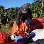 Exportación de café en Nicaragua con récord histórico de ingresos por buenos precios