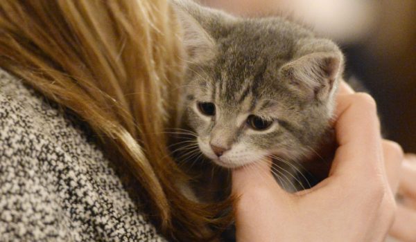 Alertan a dueños de mascotas en EE.UU. y Canadá por comida contaminada con gripe aviar