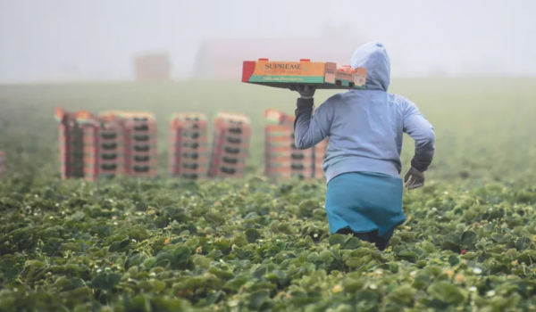 Todo lo que necesitas saber para aplicar a la visa H-2A y trabajar en el sector agrícola de Estados Unidos