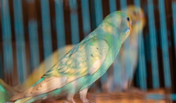 Animales que se comercializan en el galerón de las aves y gallinas del Oriental pasan hacinados