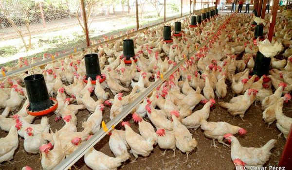 Autoridades sanitarias advierten que si la influenza aviar ingresa al país puede acabar con el sector avícola