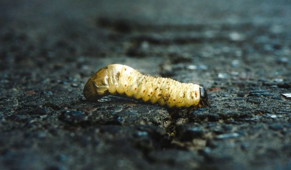 El regreso del gusano barrenador a Nicaragua: la peligrosa larva que “devora todo por dentro”