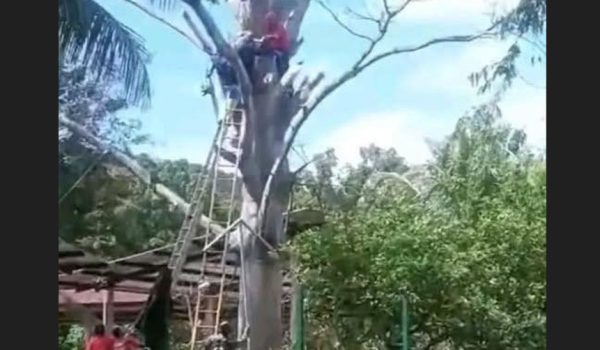 Trabajador de la Alcaldía de Masaya fallece podando un árbol