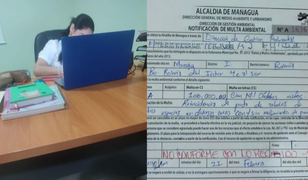 Alcaldía de Managua impone multa por 100 mil córdobas a empresa por «reincidir» en poda de árboles sin autorización