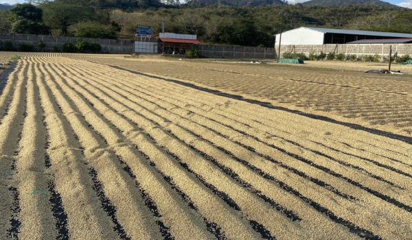 Cafetaleros dicen que están en crisis, pero el Mag reporta buen inicio del ciclo 2024-2025