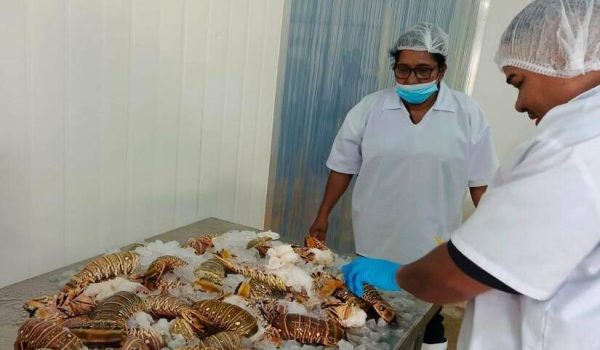 Crisis en la producción de camarón se profundiza, mientras la langosta crece a su nivel más alto en ocho años