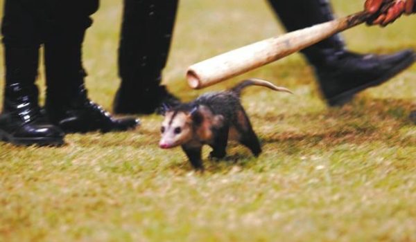 Casos de maltrato animal que indignaron a Nicaragua