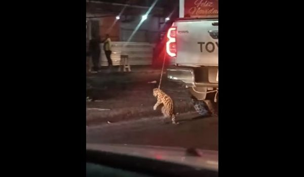 Viralizan maltrato animal contra un tigrillo y un perro en Managua