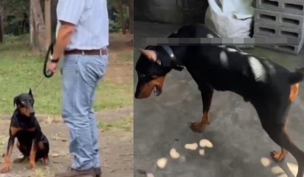 Dueña de perrita doberman denuncia que su mascota murió tras estar en una academia canina